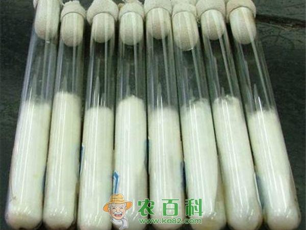 金针菇菌种 金针菇菌种种类和特点