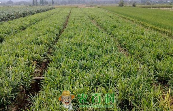 生姜种植技术管理的几点建议