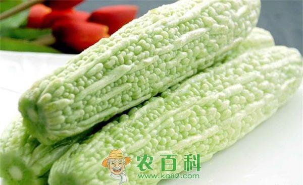 苦瓜 海南:收购商守田头“抢”苦瓜