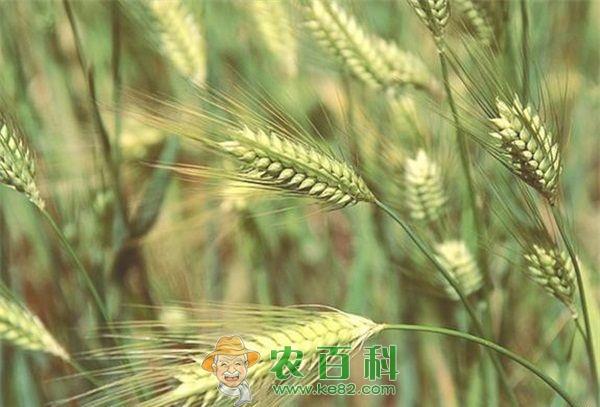 青稞 听尼玛扎西讲述西藏青稞50年变迁