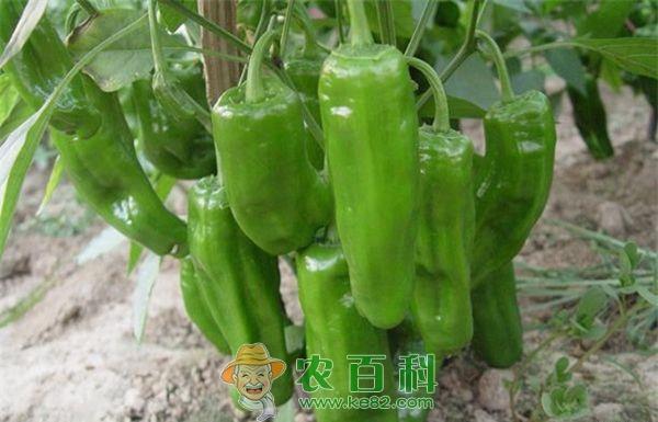 夏茬青椒 夏茬青椒:精细管理促高产