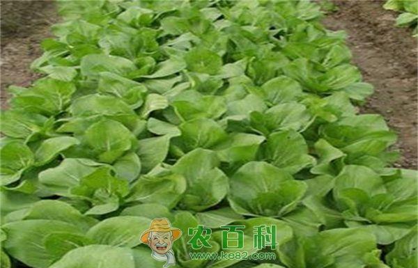 菜心白锈病--土客网网 菜心白锈病