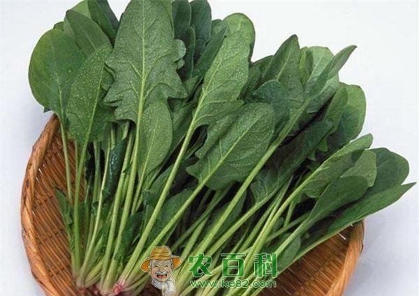 青菜的种类之菠菜