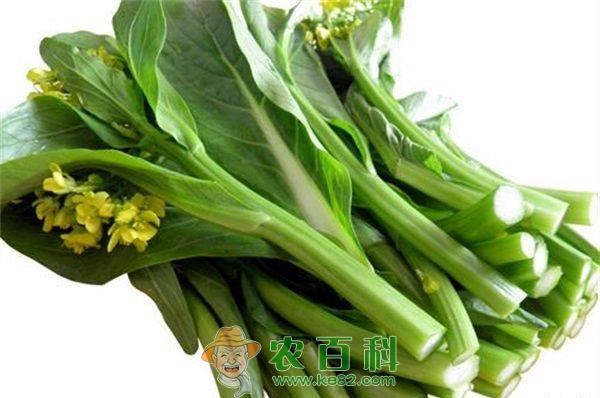 菜心 菜心的花可以吃吗