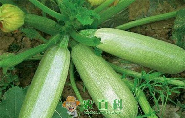 温室西葫芦种植要领 温室西葫芦种植要领