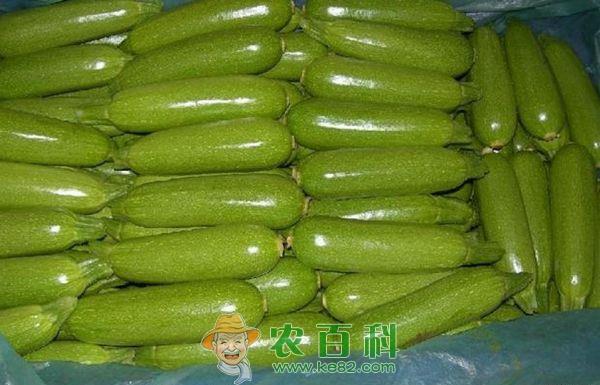 西葫芦：从远古走上今天的餐桌