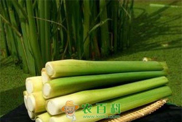 茭白 茭白生病了如何自救 教授有招
