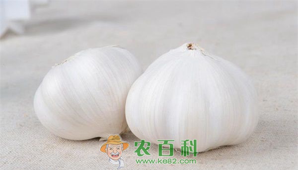 大蒜根蛆的综合防治技术