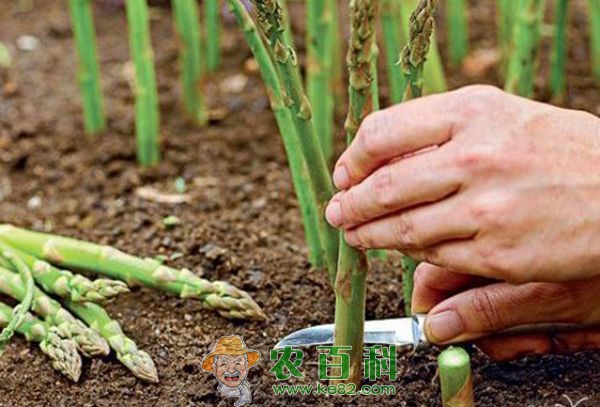 双牌县麻江镇芦笋种植长势喜人