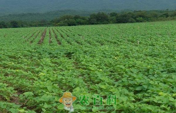 四季菜心种植的注意事项 四季菜心种植的注意事项