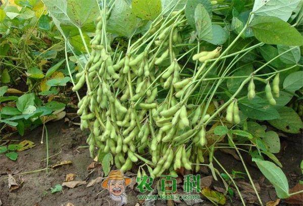 毛豆品种2808介绍