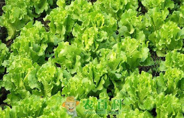 生菜结球难的原因