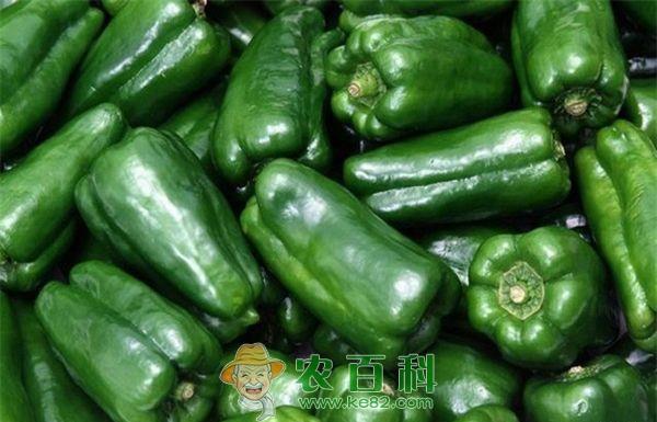 甜青椒的贮藏保鲜法 甜青椒的贮藏保鲜法