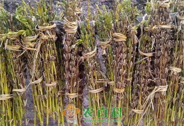 南方黑芝麻糊被曝喝出5条蛆