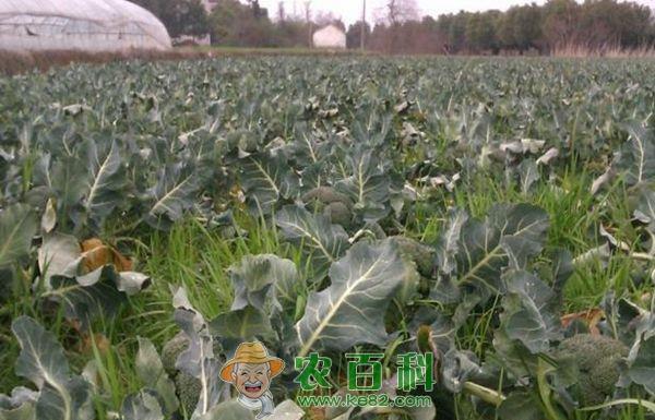 西兰花冻害怎样防治