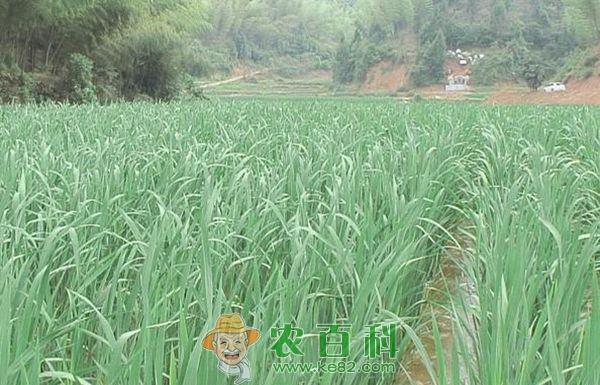双季茭白种苗选择
