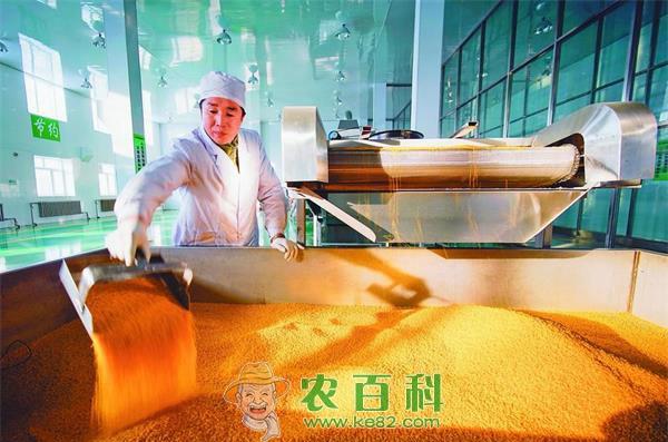 黑龙江玉米深加工迎来重大政策利好