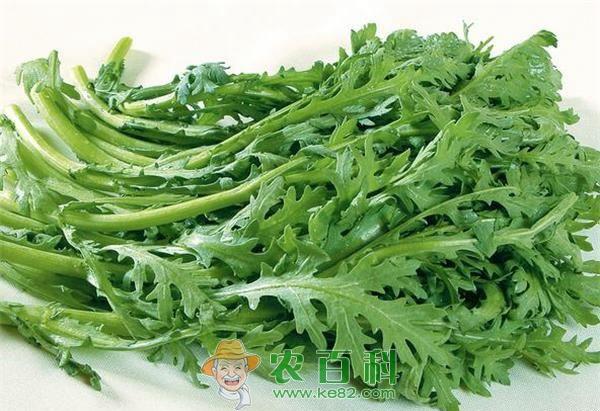 茼蒿和什么搭配最好