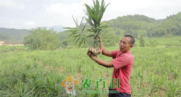 生姜 生姜如何培育壮芽