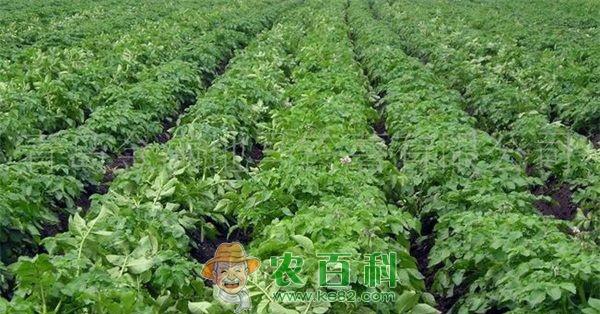 优质红皮马铃薯品种“高股百利”