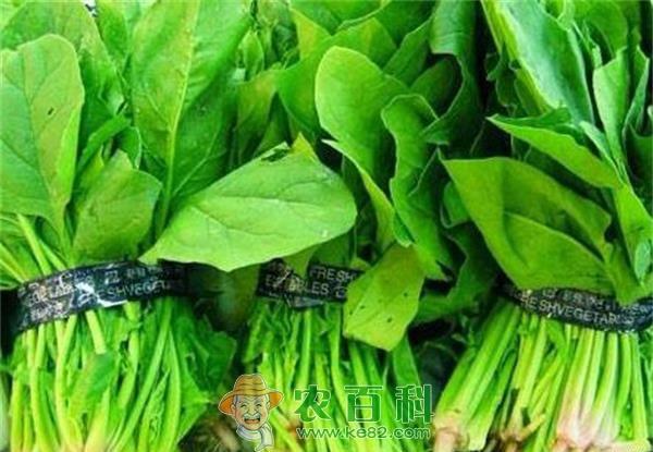 菠菜种植之霜霉病的防治 土客网网 菠菜种植之霜霉病的防治