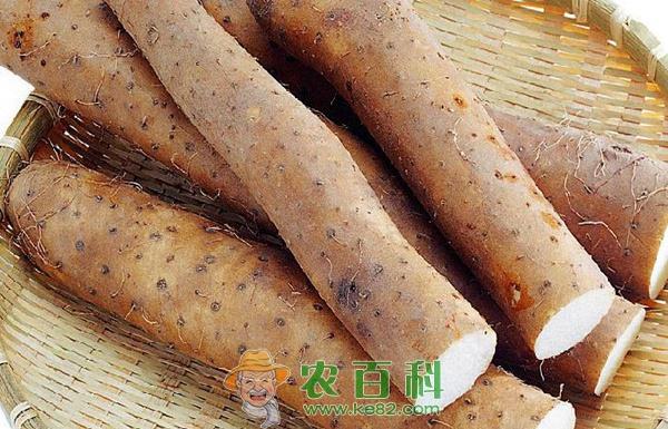 山药 山药制品能增值