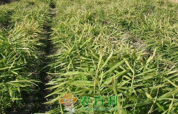 生姜种植与管理技术 生姜种植与管理技术