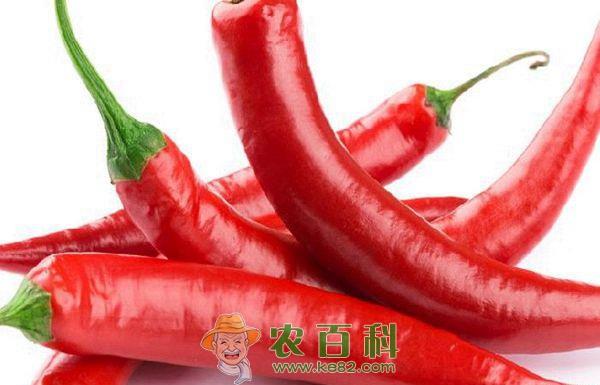 辣椒--土客网网 辣椒宜寒底者食用