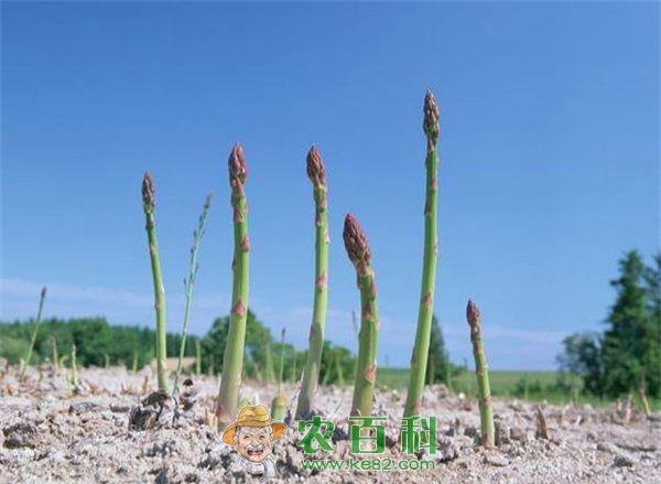 芦笋 芦笋种植期间的病虫害防治