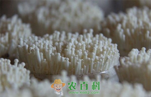 金针菇对环境条件的要求 金针菇对环境条件的要求