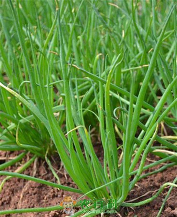 葱 大葱炒腊肉的做法