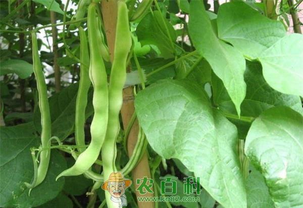 豆角中毒-土客网网 豆角竟然也会引起中毒 豆角中毒如何进行急救