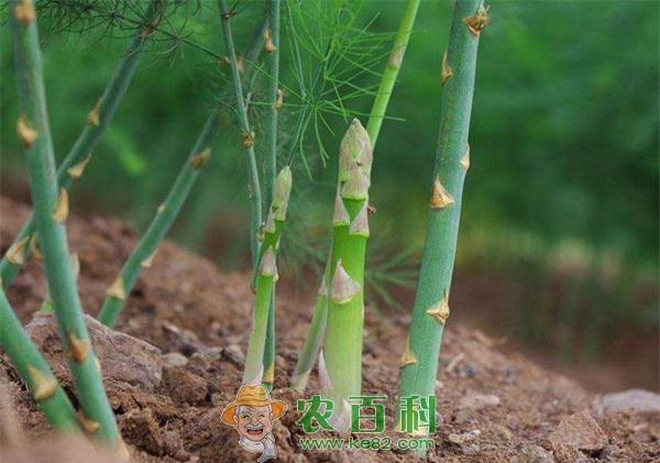 芦笋种植时间和环境条件