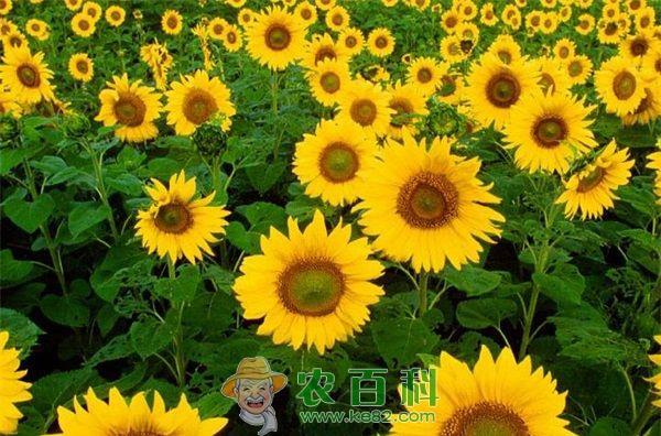 哈巴河县晚熟向日葵花开遍田野