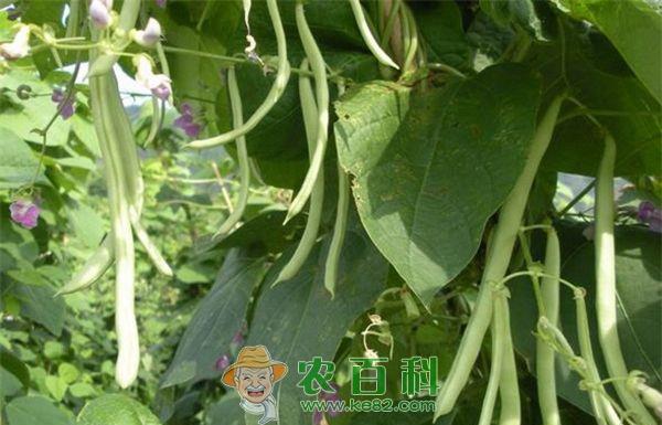 四季豆种植技术要点 四季豆种植技术要点