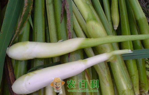 茭白 靖远三滩乡试种茭白成功
