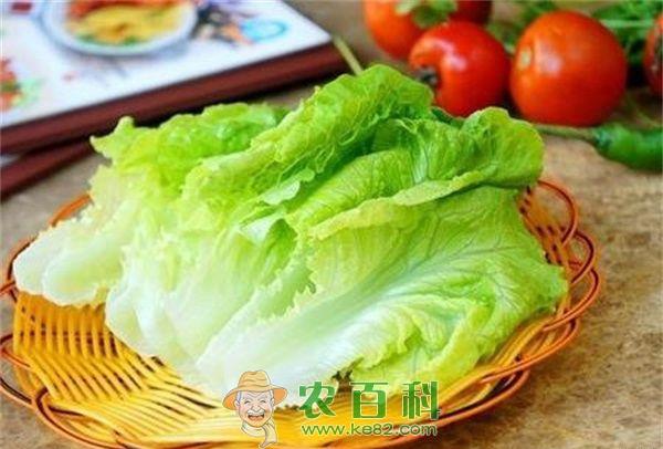 生菜 生菜冬季栽培技术