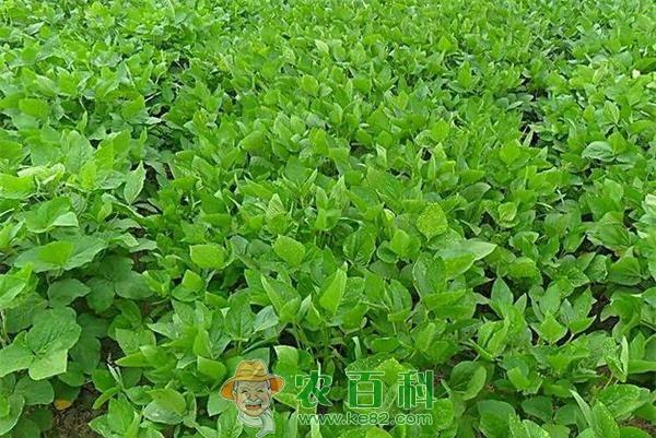 毛豆种植之高产九措施 土客网网 毛豆种植之高产九措施