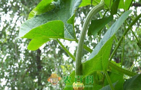 丝瓜的留种技术