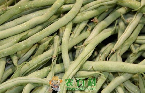 四季豆的速冻保鲜加工--土客网网 四季豆的速冻保鲜加工