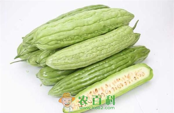 苦瓜的药用价值
