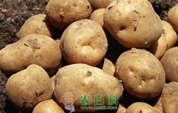 土豆 土豆的形态特征