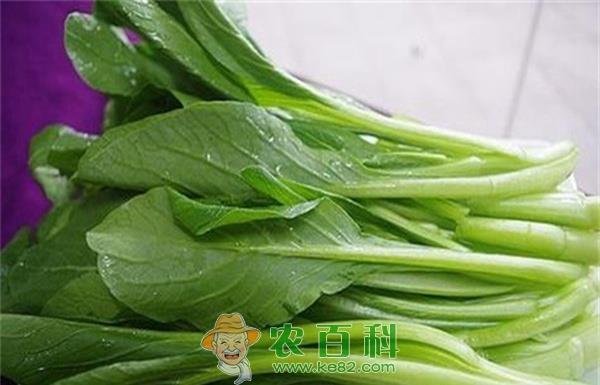 菜心 菜心的食用价值