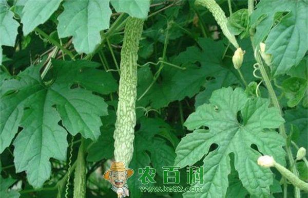 苦瓜的种植管理技术要点