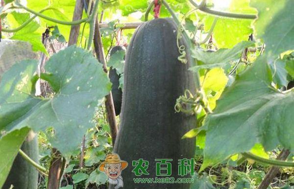 冬瓜种植 黑皮冬瓜种植与管理