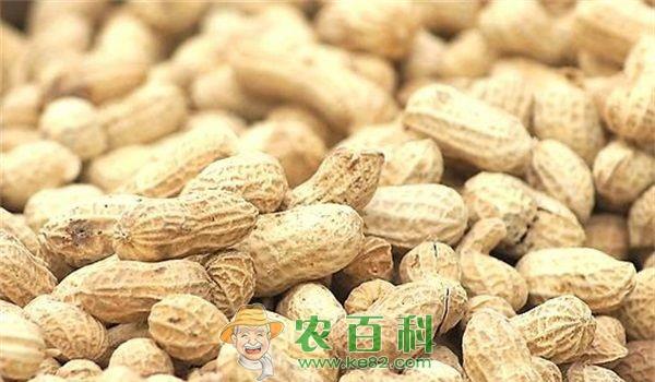 花生 山东临沭县花生原种补贴项目合同顺利签订