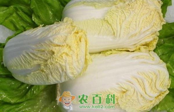 十字路口上的孔湾娃娃菜