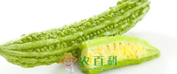 苦瓜花少农户忧