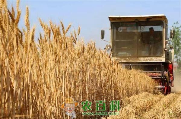 河南小麦陆续开镰 收获小麦721万亩 土客网网 河南小麦陆续开镰 收获小麦721万亩