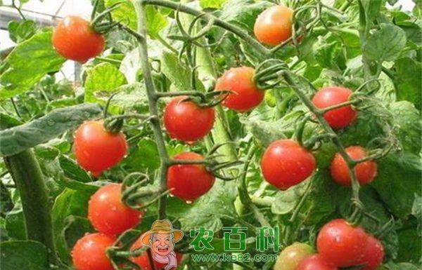 春大棚西红柿种植技术